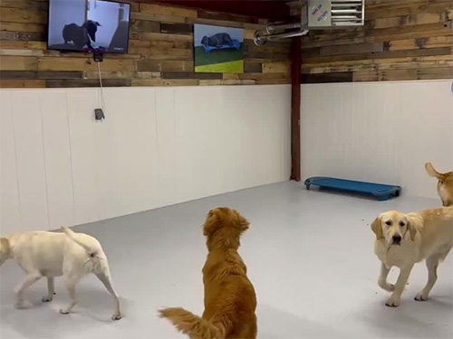 Point of Care Veterinarian Office Ads 1
